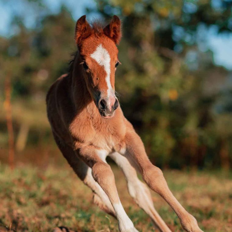 A foal running in a field