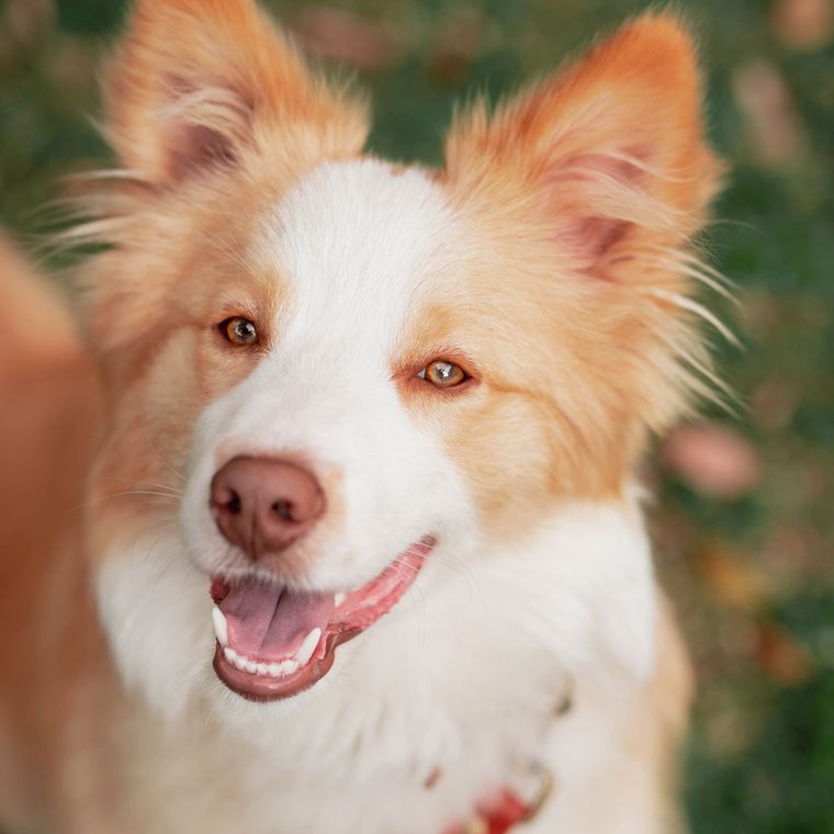 A collie smiling
