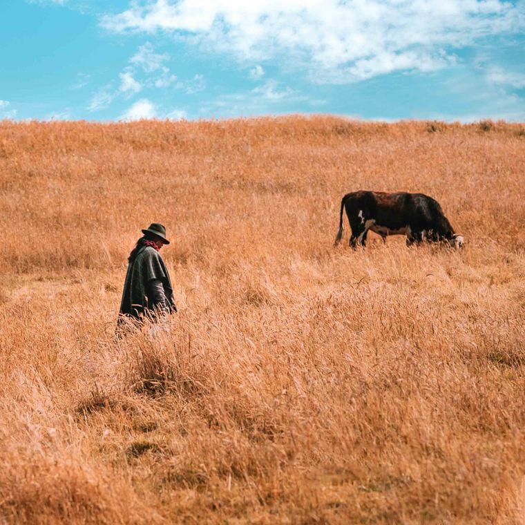 A man in a ruana walking through a dry field next to a cow
