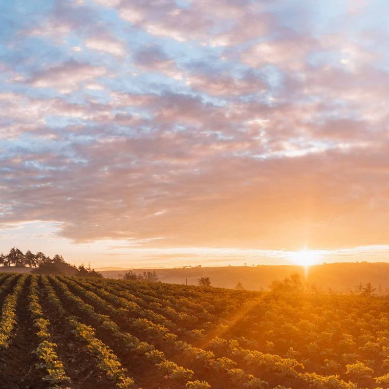 Sunset over a field